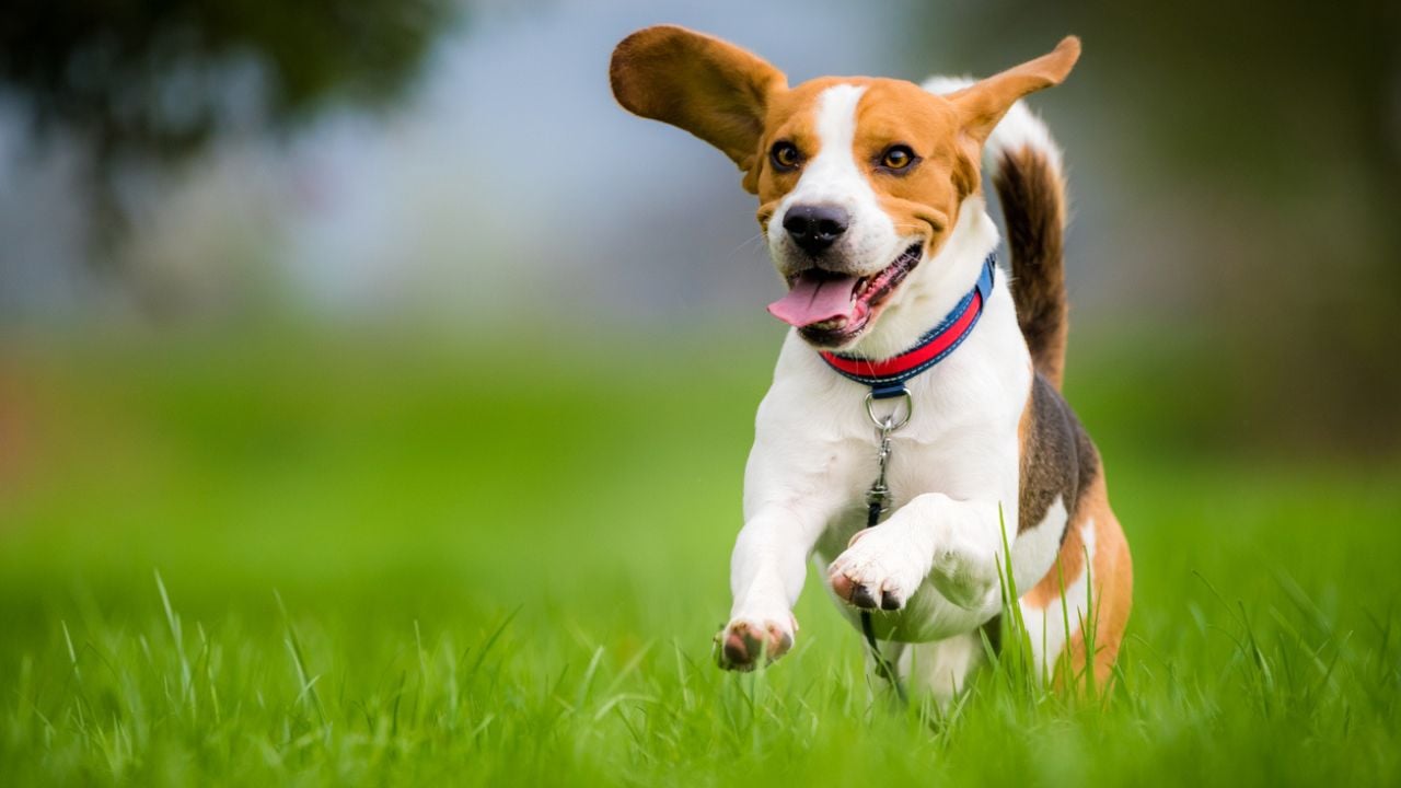 Cachorro Beagle