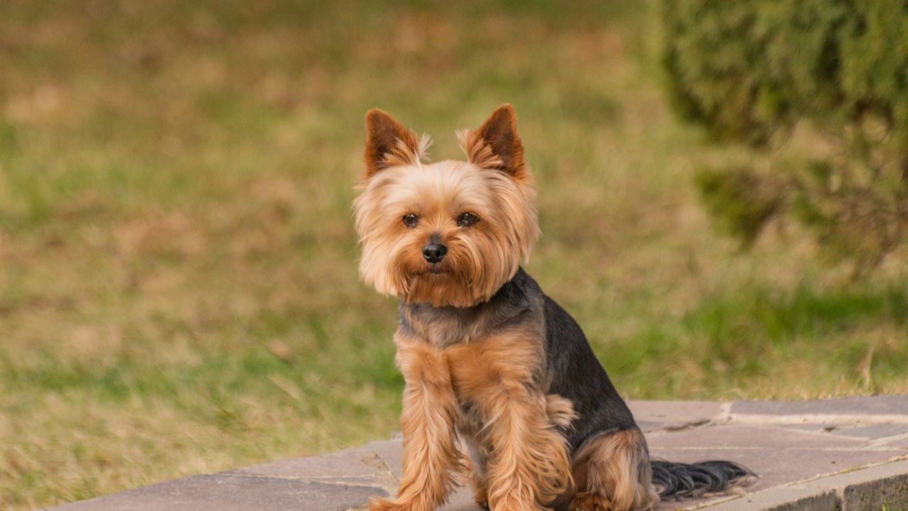 Yorkshire terrier