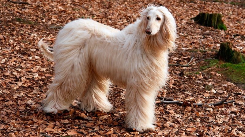 Afghan Hound