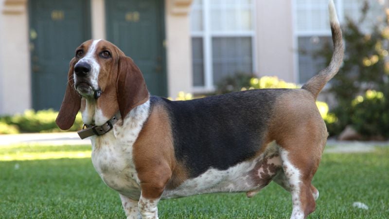 Basset Hound