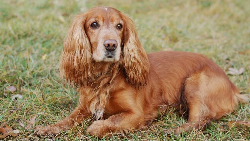 Cocker Spaniel