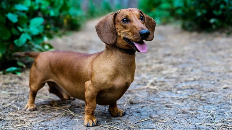 Dachshund