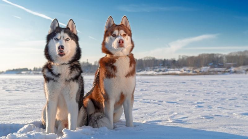 Husky siberiano