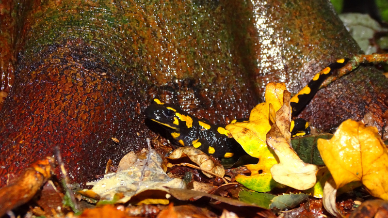 salamandra manchada