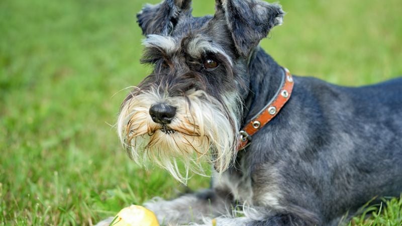 Schnauzer miniatura