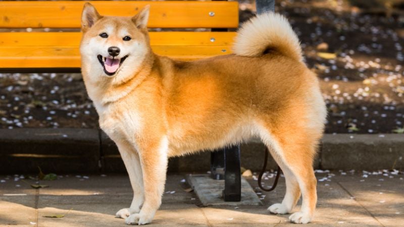 Shiba Inu