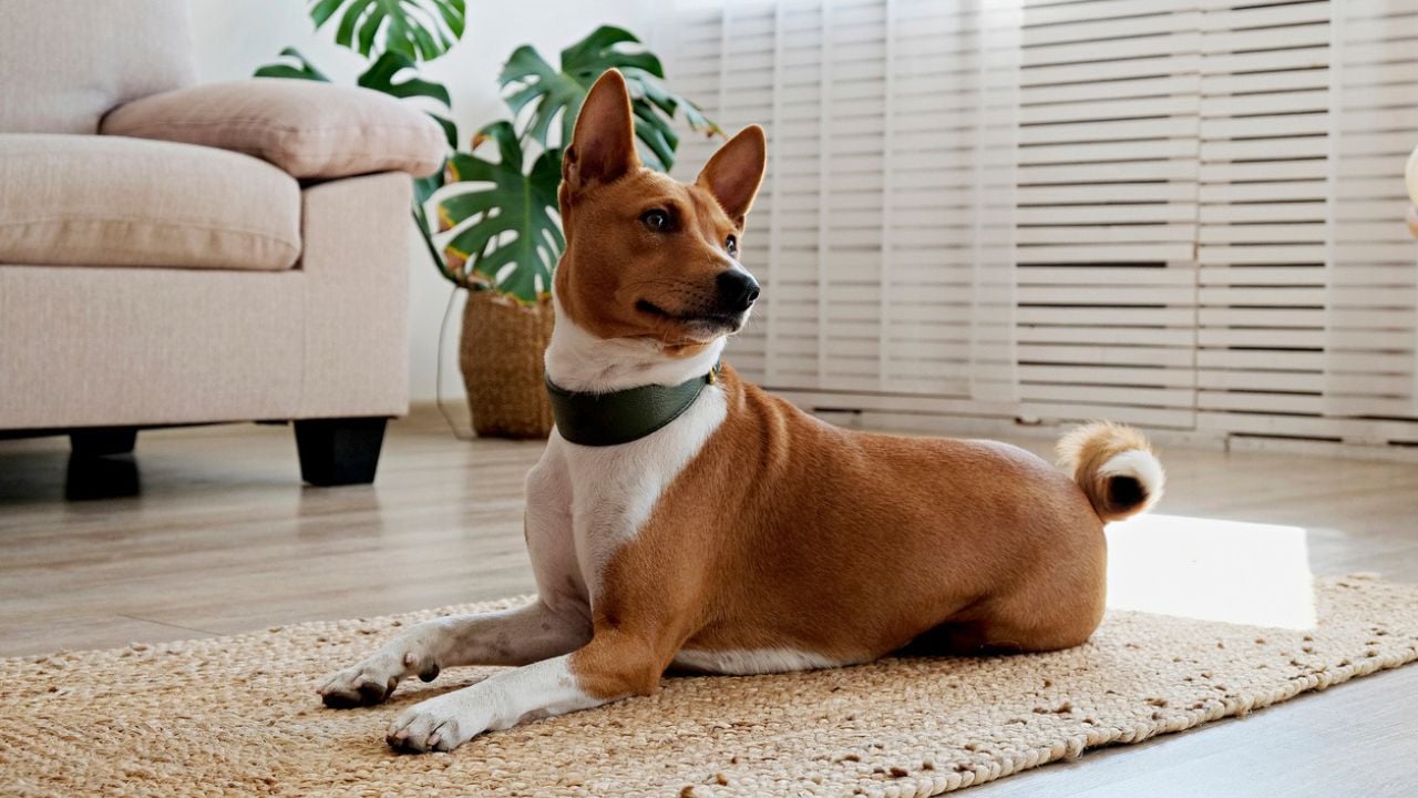 Cachorro da raça Basenji.