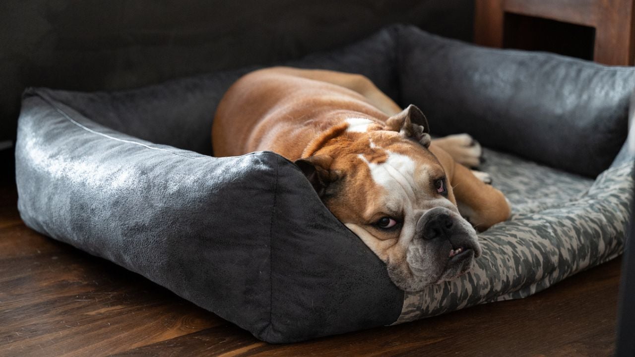 Cachorro da raça buldogue inglês.