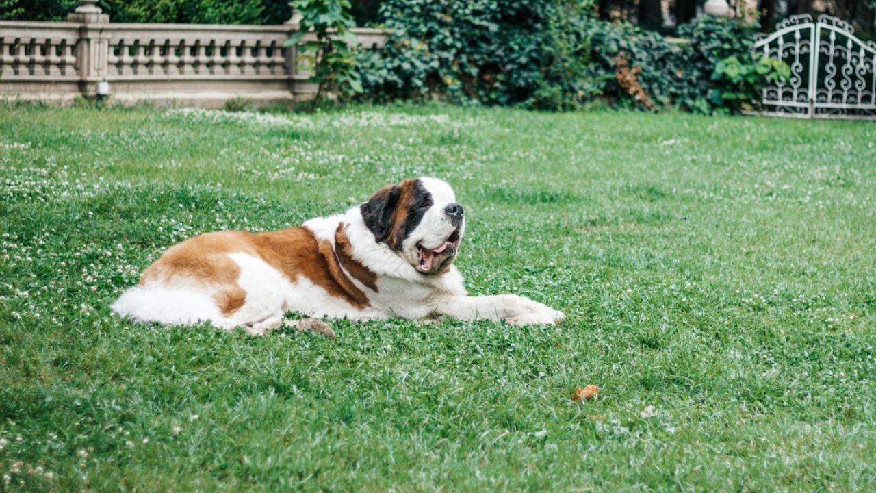 Cachorro da raça São Bernardo.