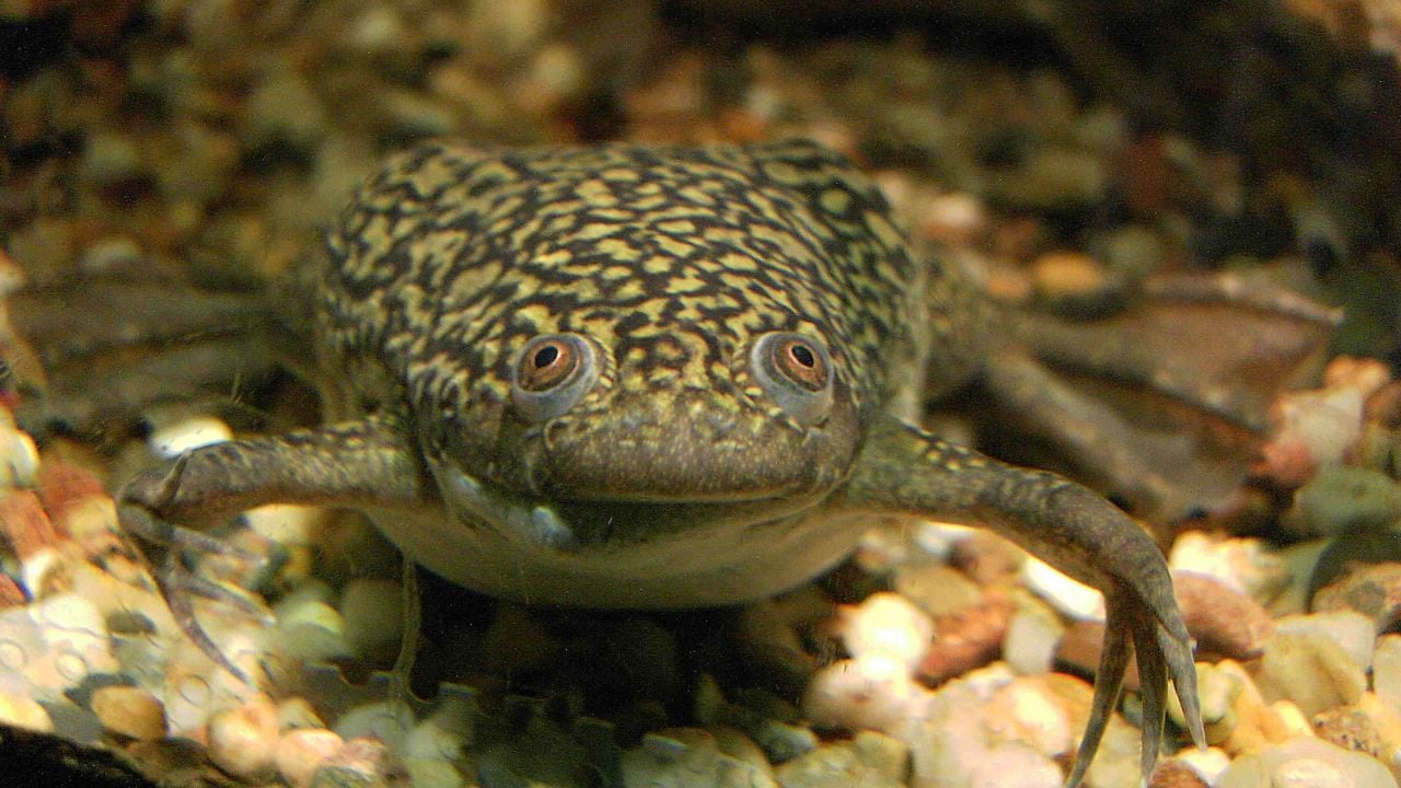 Rã-de-unhas-africana