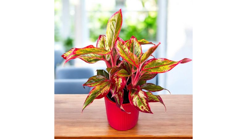 planta colorida