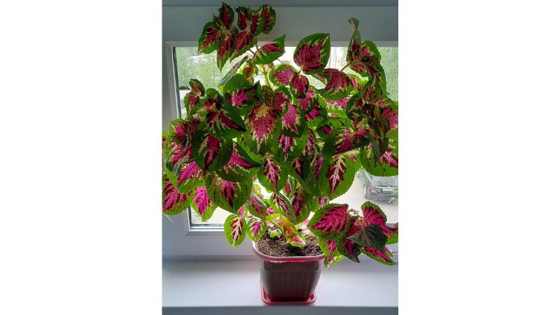 planta colorida