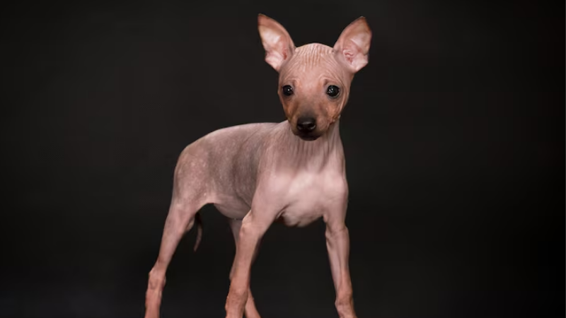 Cachorro sem pelo