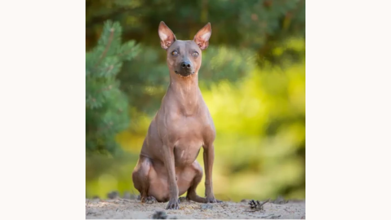 Cachorro sem pelo