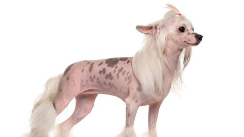 Cachorro sem pelo