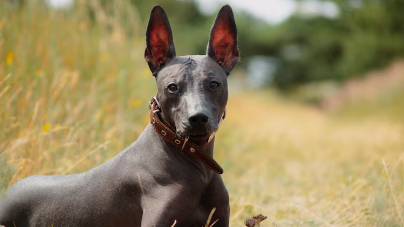 Cachorro sem pelo