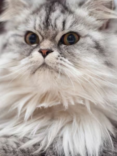 gato birmanês.