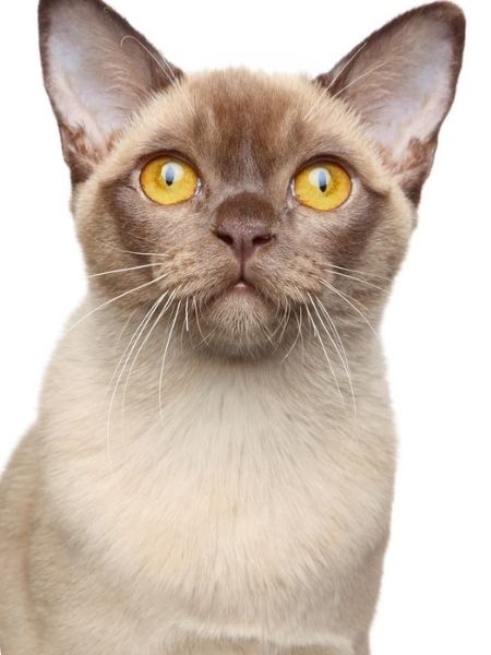 gato burnês.