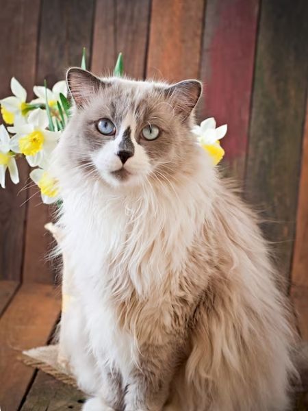gato ragdoll