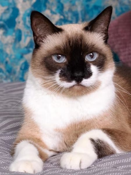 gato siamês.