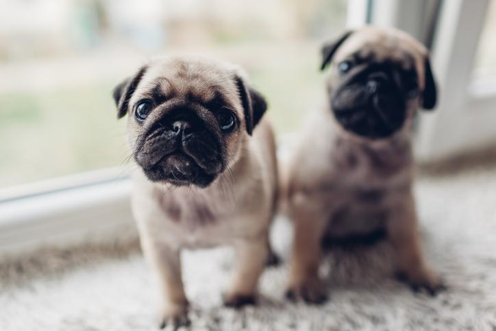 vacinas obrigatórias para cachorros