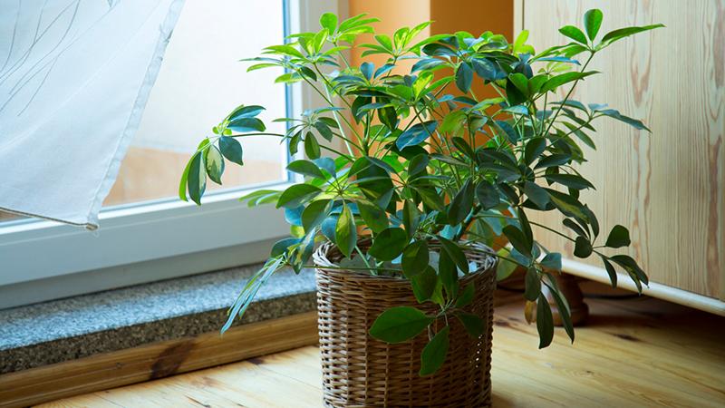 Schefflera 