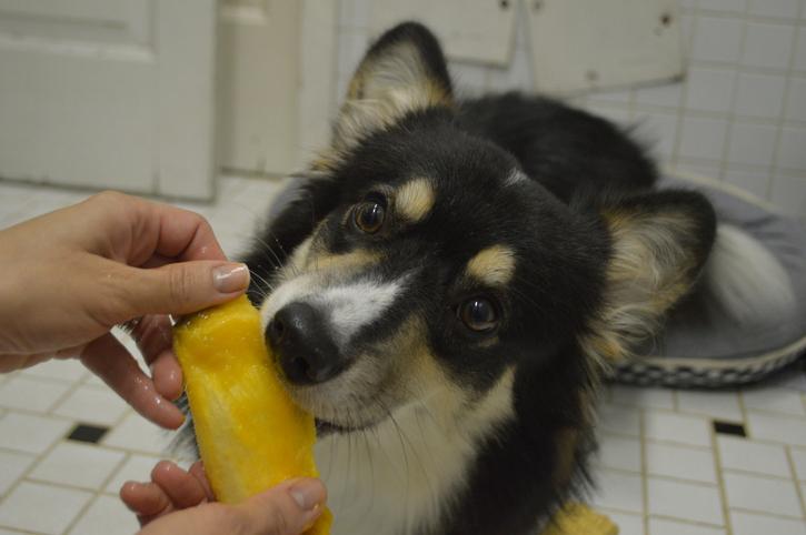 Manga é uma das frutas favoritas dos cães