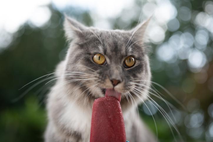 Picolé de suco de frutas 