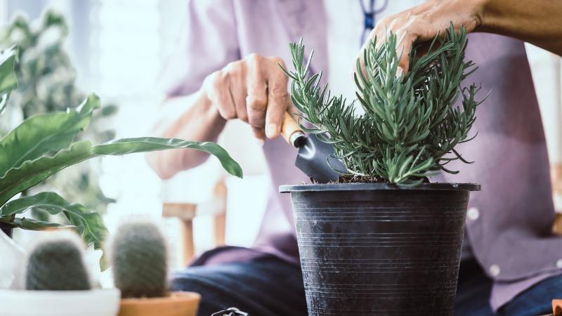 Cultivar plantas é uma das coisas para fazer em dias frios