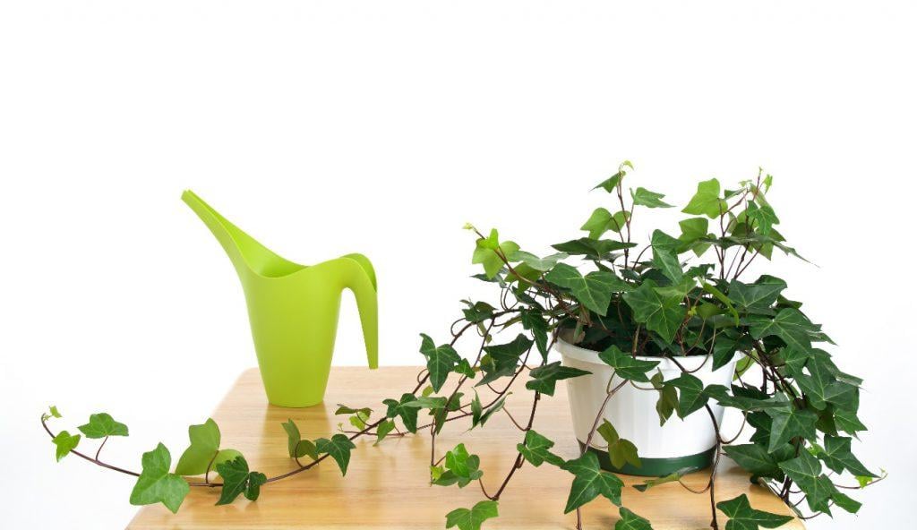 plantas para decoracao de casa