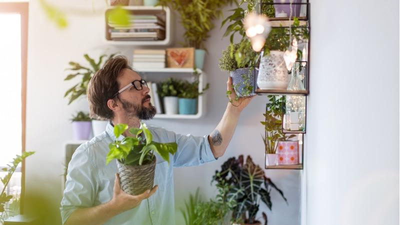 decoracao de casa com plantas