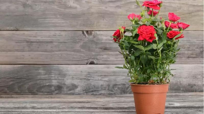 como plantar rosa em vaso