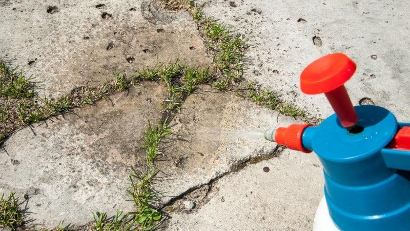 Entender o porquê de uma erva daninha também pode ajudar a entender como melhorar a saúde de suas plantas (Foto: damiangretka/iStock)