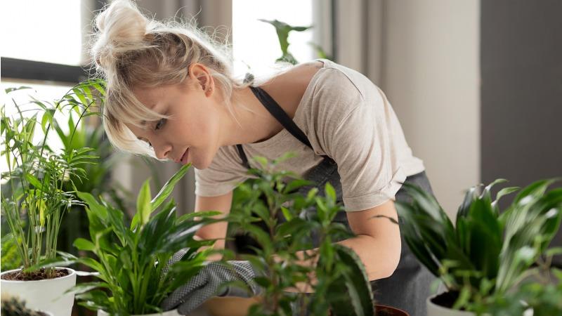 como reaproveitar a borra de cafe na jardinagem