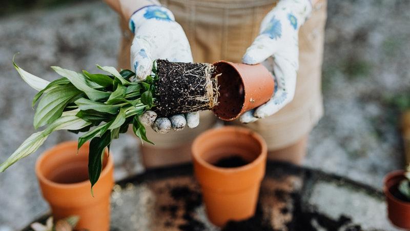 mulher replantando flores em vaso novo. atividade de páscoa