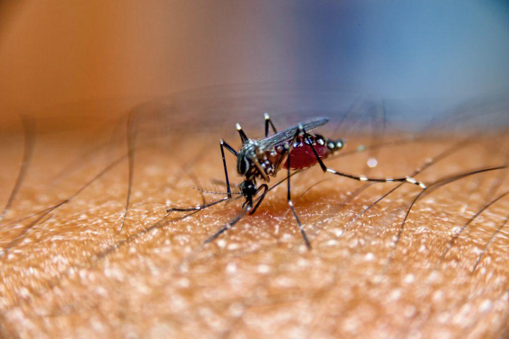 zika aedes aegypti