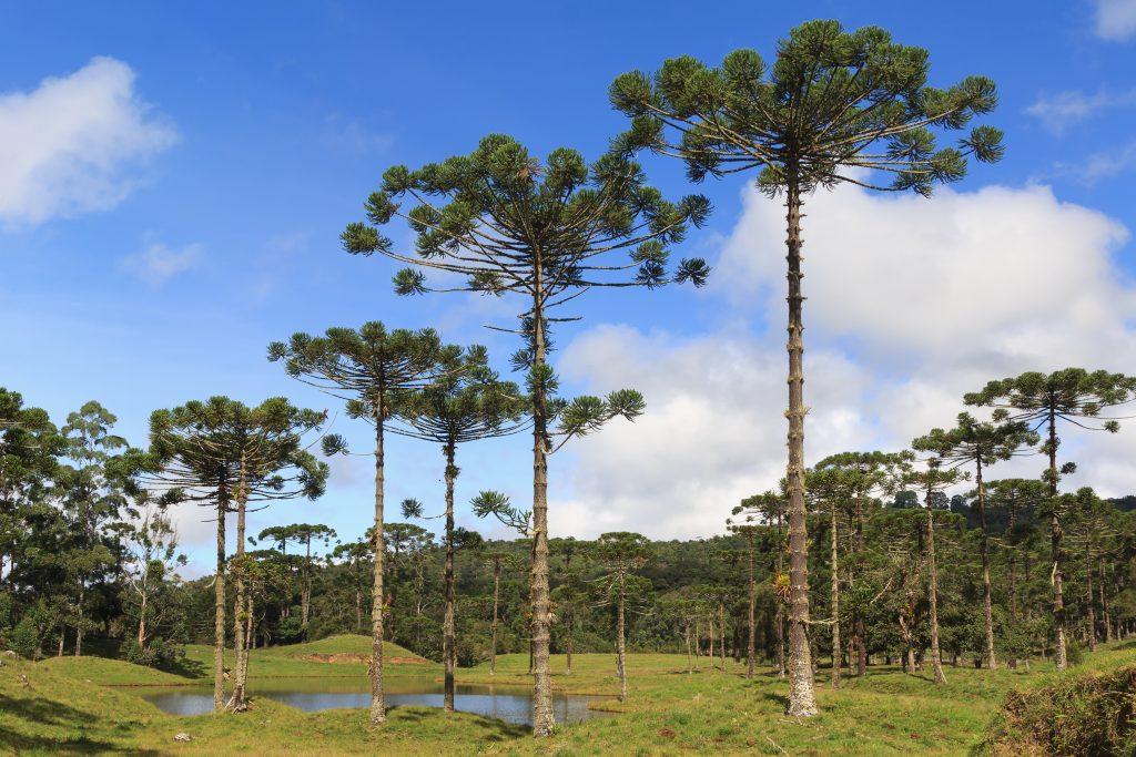 pinhão semente da araucária