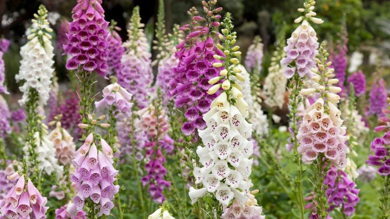 digitalis purpurea