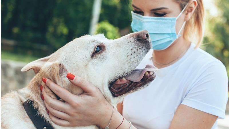 Mudança com Pets