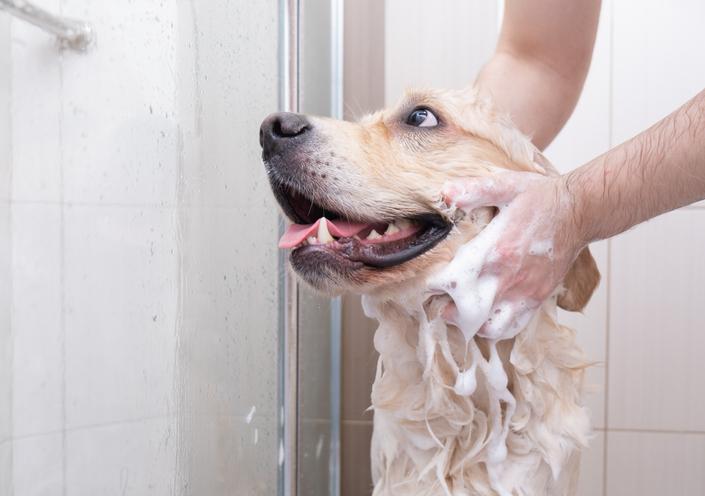 cuidados com o cachorro no frio