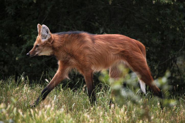 lobo guara andando pelo cerrado