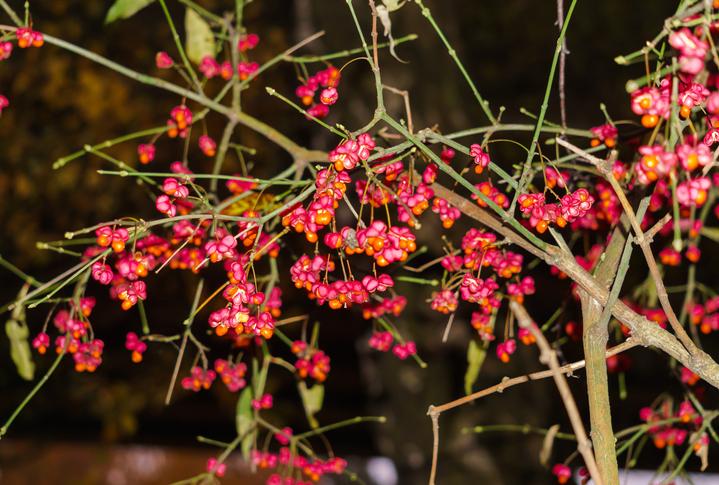 Efedra plantas medicinais