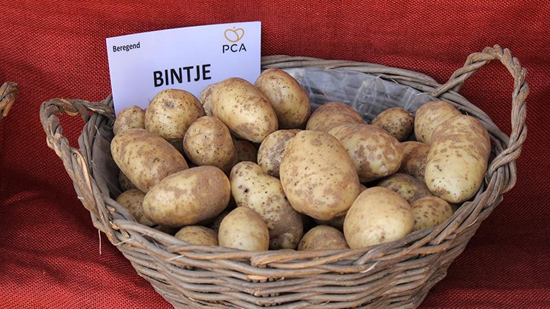 batata bintje