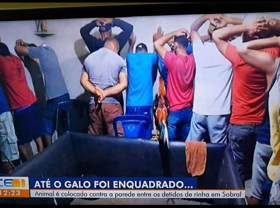 imagens engraçadas: galo criminoso