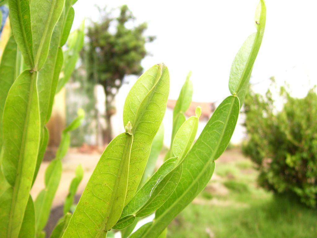 plantas e ervas medicionais