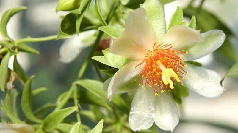 A flor da planta nasce dentro de 2 anos.