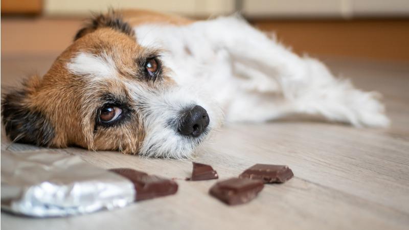 cachorro nao pode comer chocolate