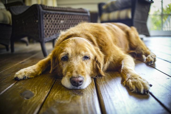 infecção intestinal em cachorro