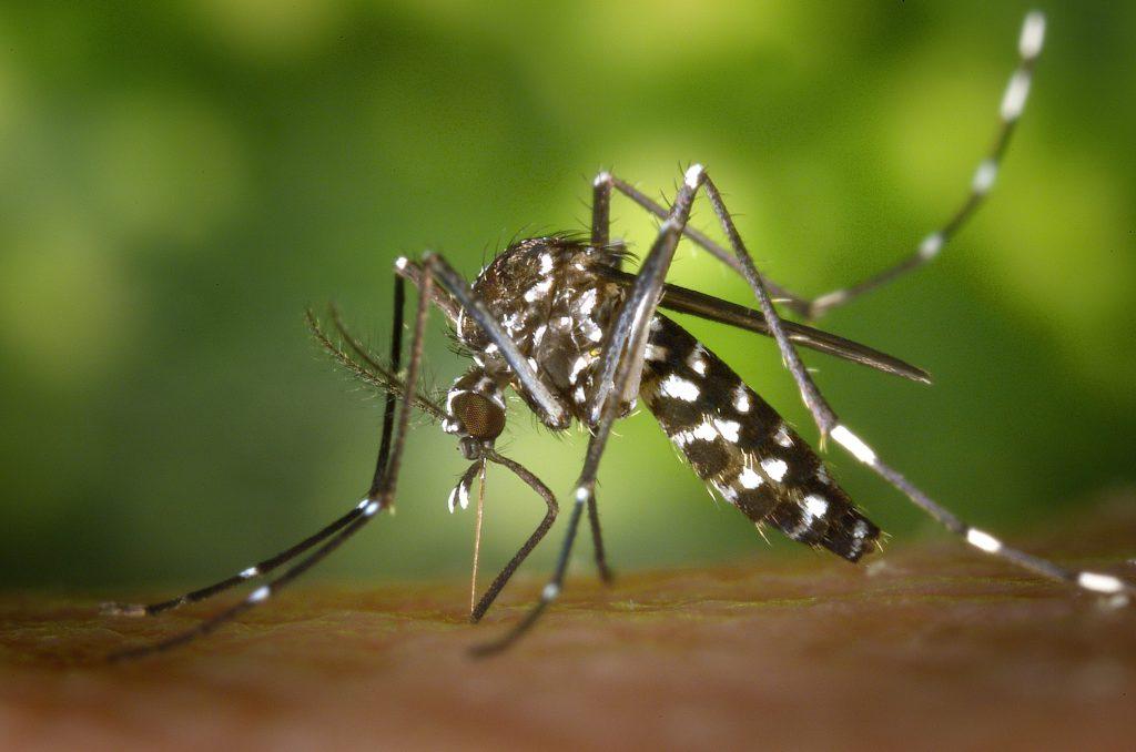 O mesmo mosquito responsável po transmitir a dengue também transmite outras doenças como a febre amarela e a malária