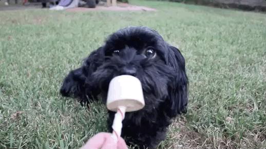 GIFS de cachorros 